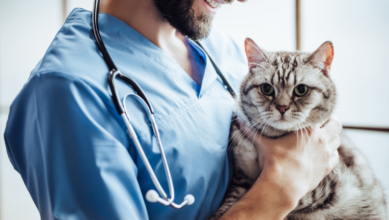 Come sapere se il tuo gatto soffre di ipertiroidismo: sintomi e trattamento