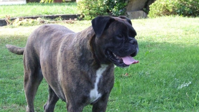 La terapia oncologica nel cane anziano. Sì o no?