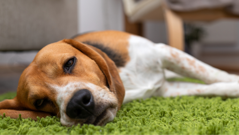 La Leptospirosi nel Cane: Cause, Sintomi e Cura