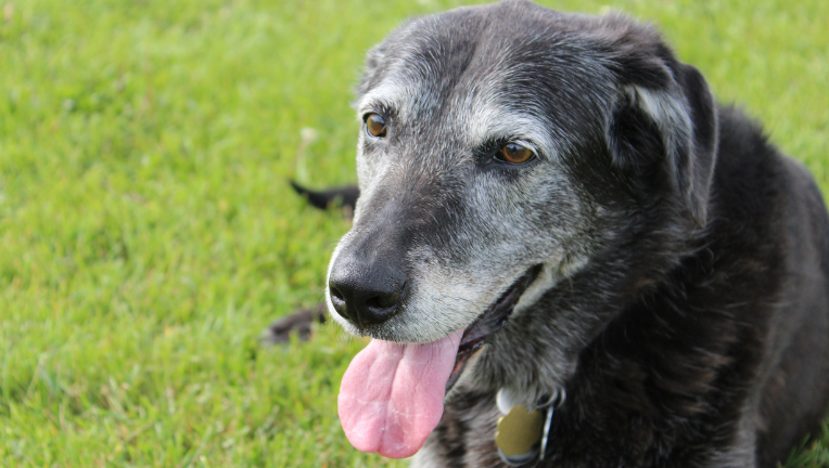 4 domande e risposte per conoscere le malattie dell’invecchiamento di cani e gatti