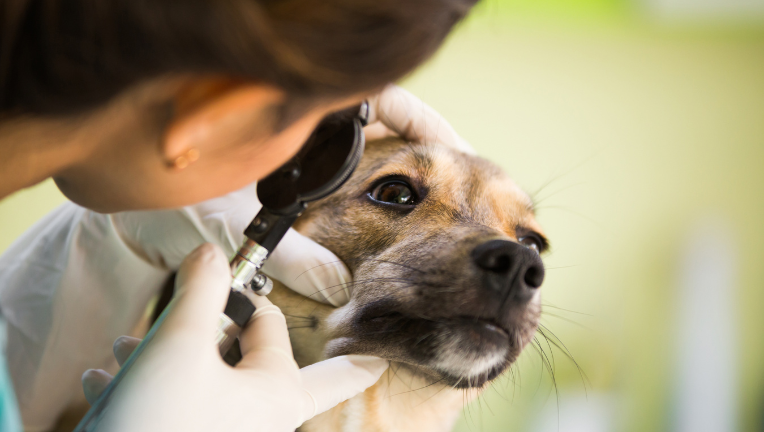 La diagnosi delle oculopatie congenite e di razza nei cani